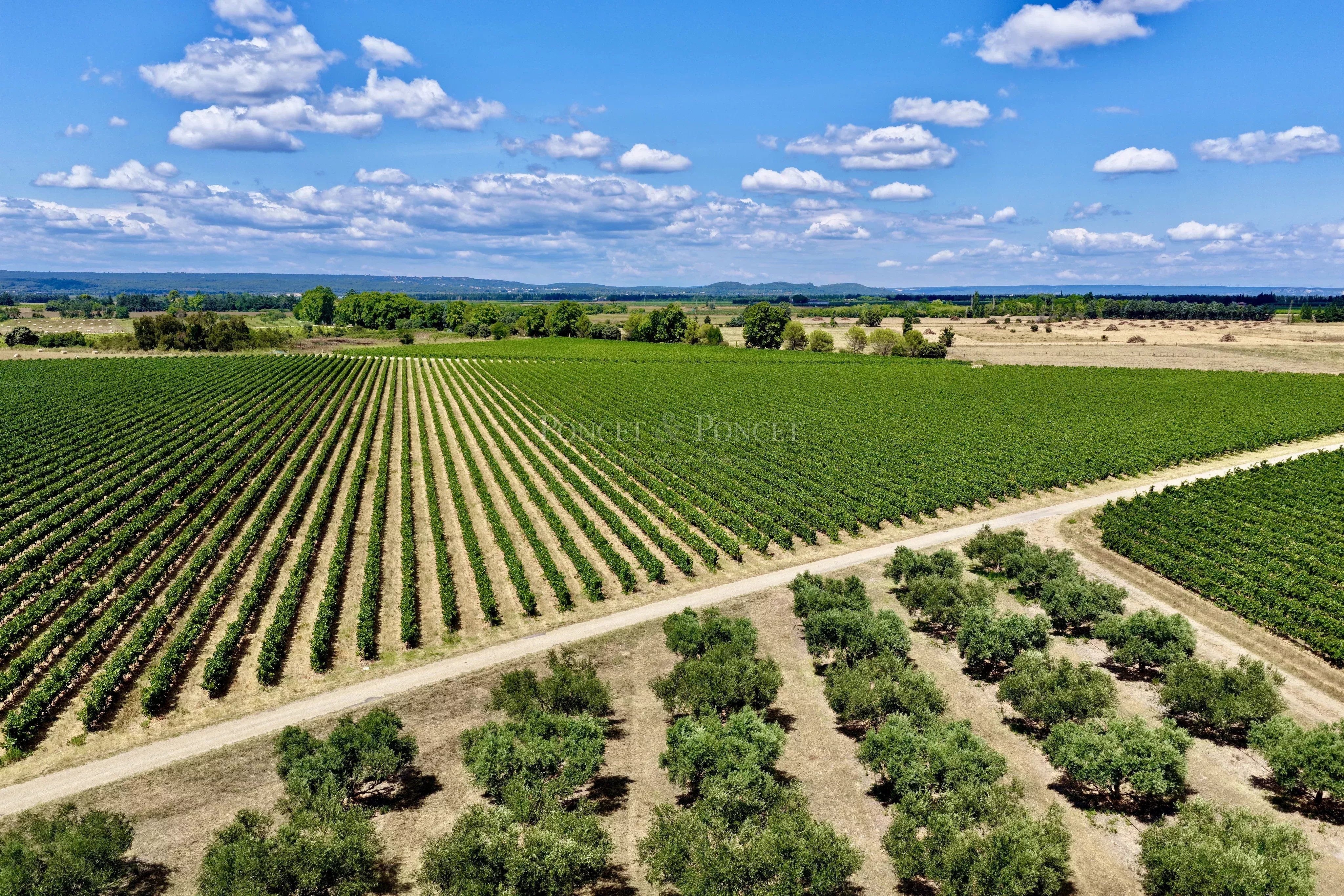 Entre vignes et oliviers, un domaine d’exception aux portes de Nîmes