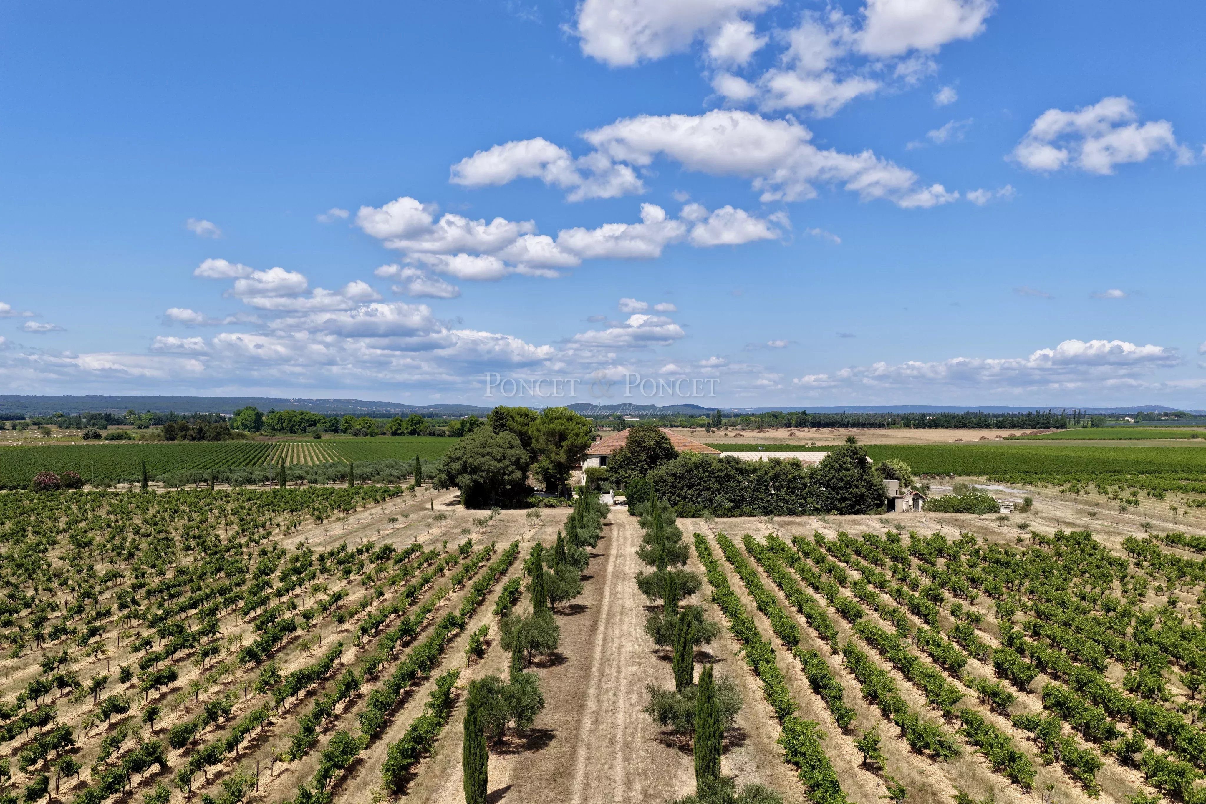 Entre vignes et oliviers, un domaine d’exception aux portes de Nîmes