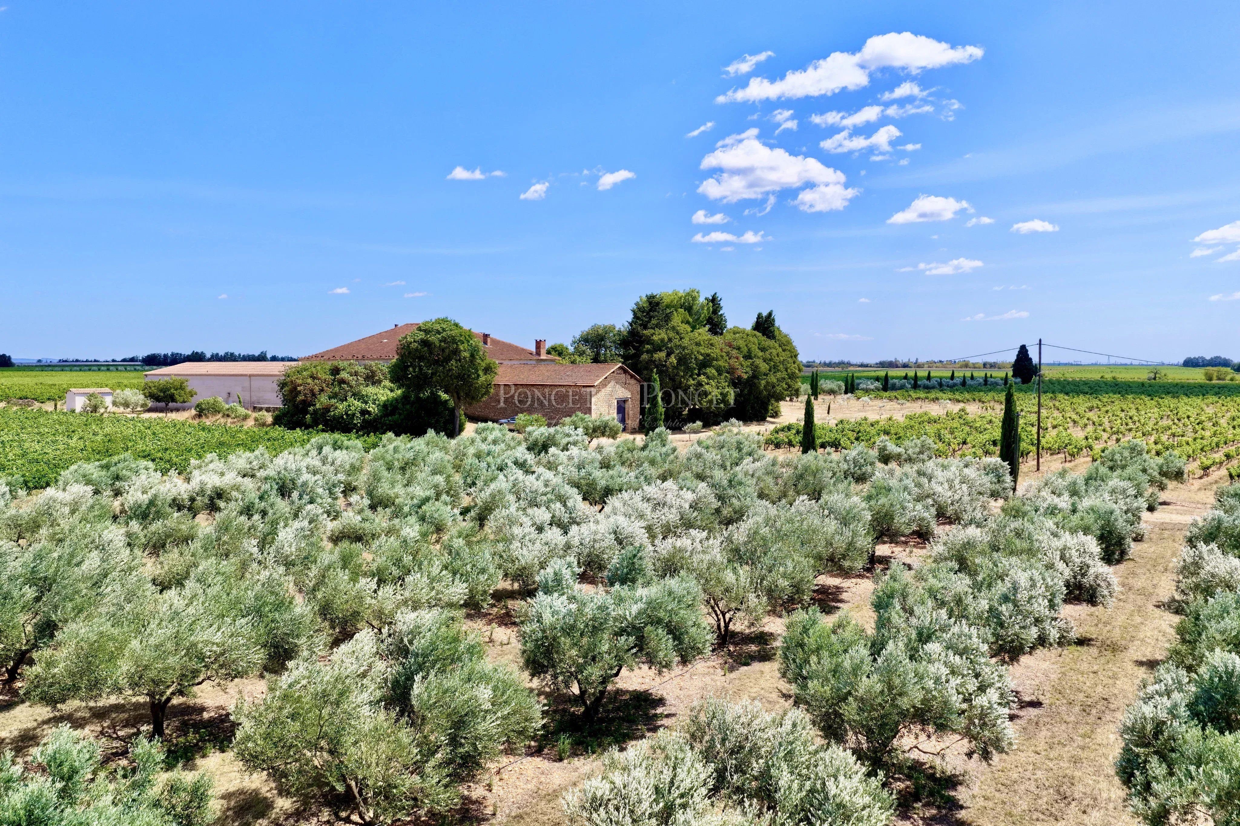 Entre vignes et oliviers, un domaine d’exception aux portes de Nîmes