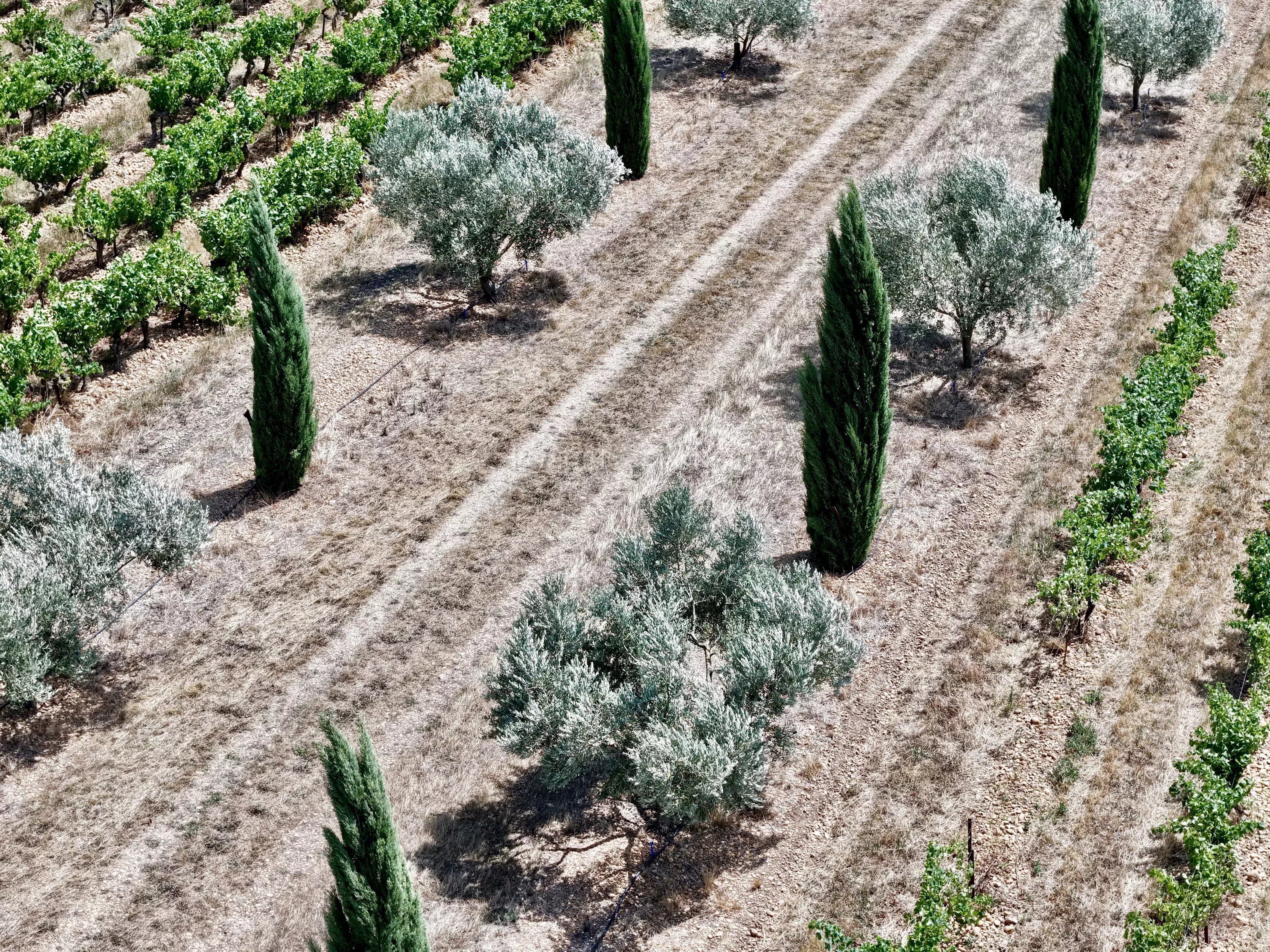 Entre vignes et oliviers, un domaine d’exception aux portes de Nîmes
