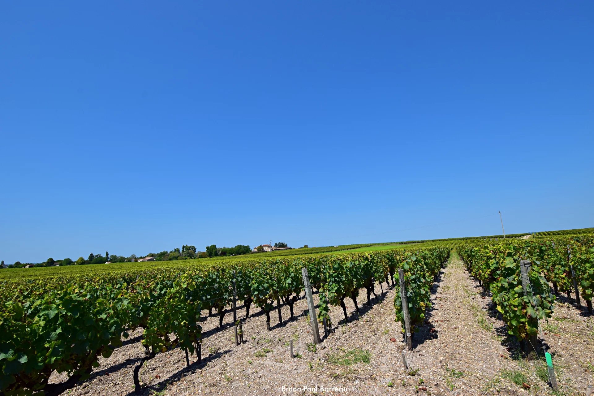 CHATEAU VITICOLE, BORDEAUX, SAUTERNES, VUE PANORAMIQUE UNIQUE